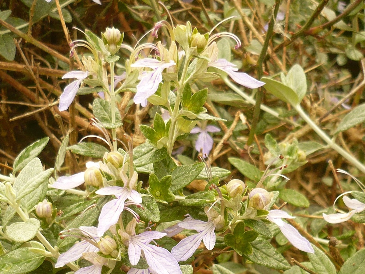 Teucrium fruticans (Lamiaceae)